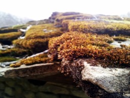 Stone roof