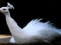 The white peacock