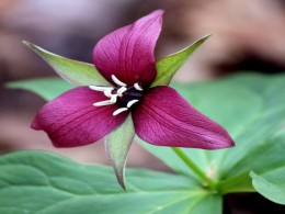 Trillium