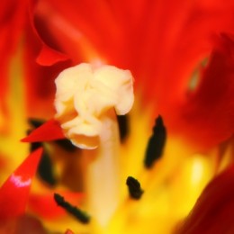 inside a flower