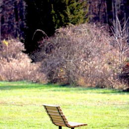 lonely bench