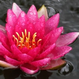 pond lilly