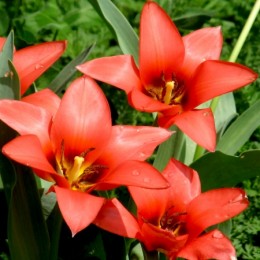 tulips