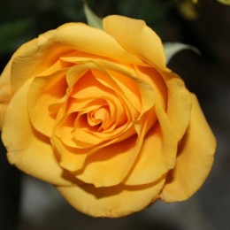 yellowrose