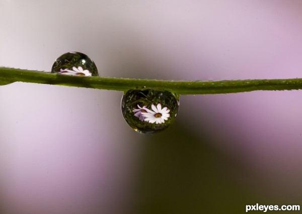 Flower through water