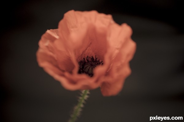 Poppy