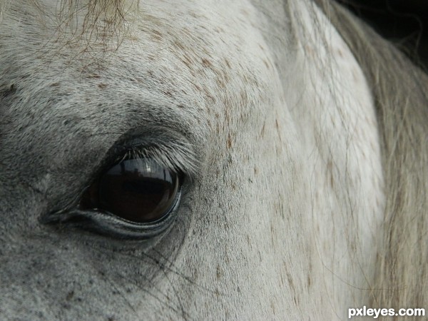 Soul Search with a Horse