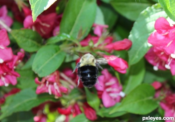 Sun Sky on a bees back