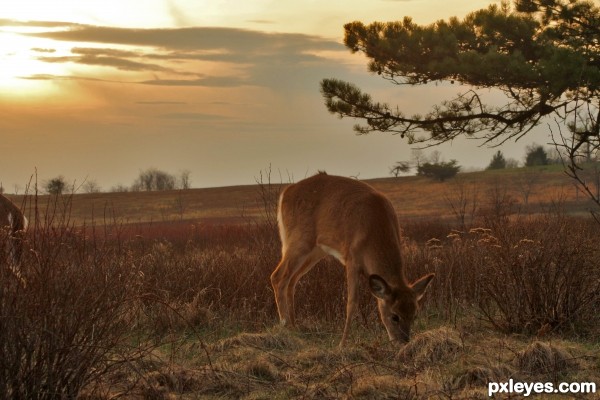 Sunset Feeding