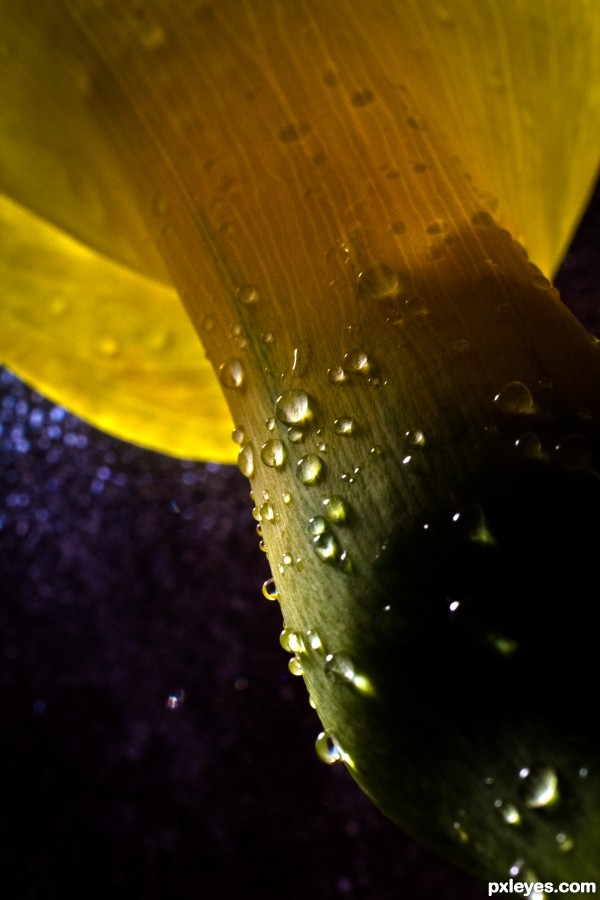 Water Droplets on Flower