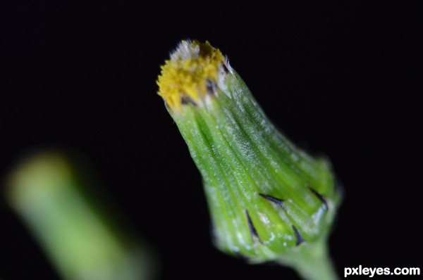 Creation of Macro: Step 2