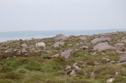 Mountain Sheep