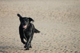 Digger Running