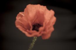 Poppy