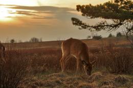 Sunset Feeding