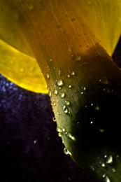 Water Droplets on Flower