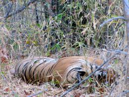 bengal tiger siesta