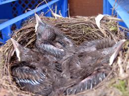 blackbirdnest