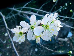 cherry blossom