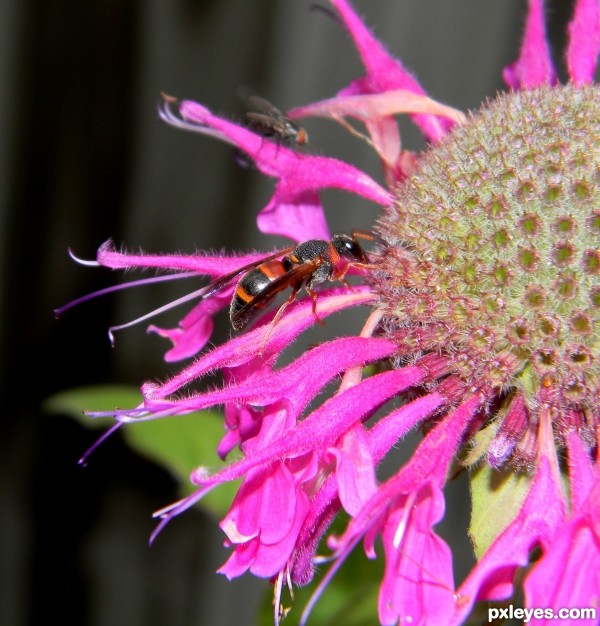 A wasp and a fly