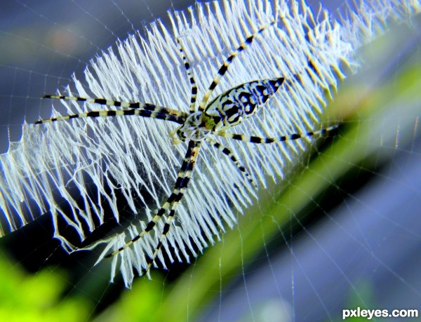 Banana Spider