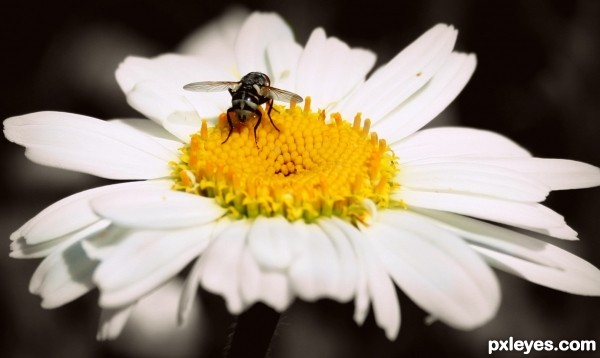 Bee on a Flower