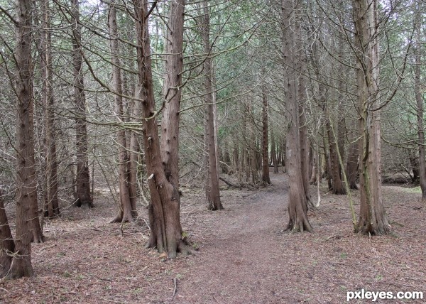 Cedar Forest