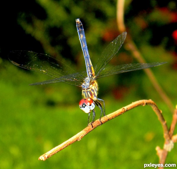 Dancing Dragonfly