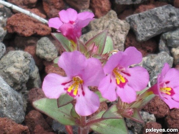 Desert Flower