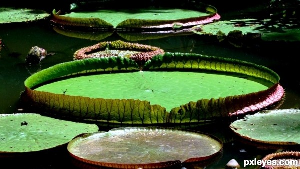 Giant Lily Pads