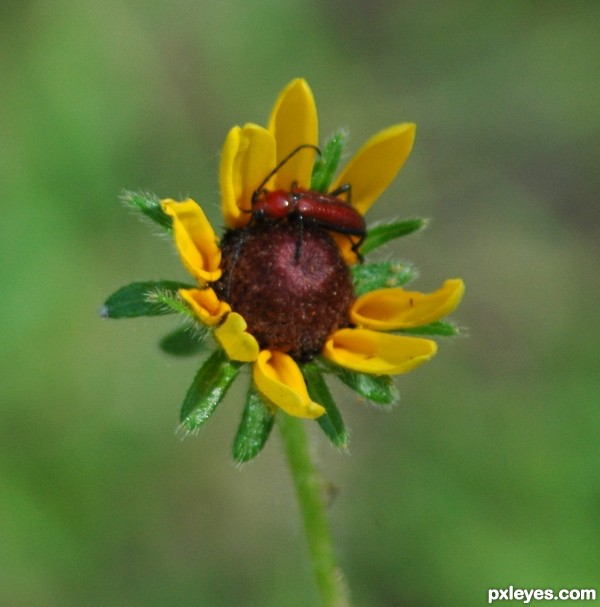 Little Red Bug