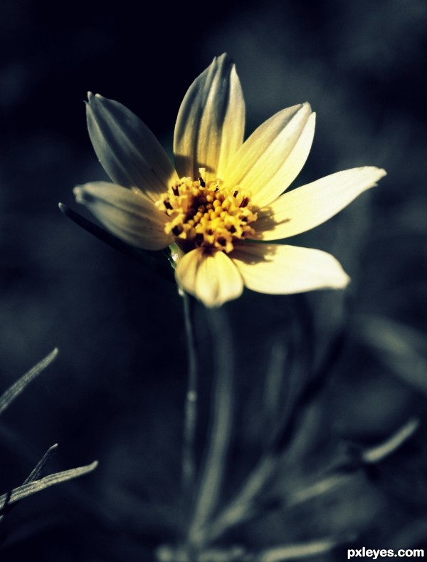 Little Yellow Flower