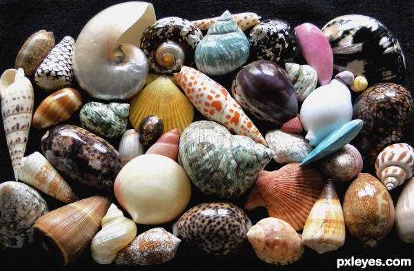 My collection of seashells