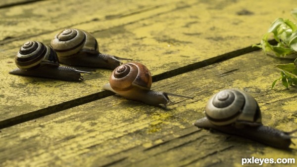 Snail race