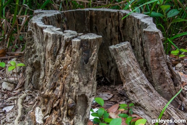 Stump