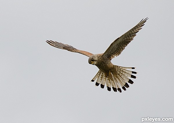 kestral