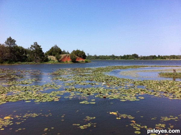 lily pads