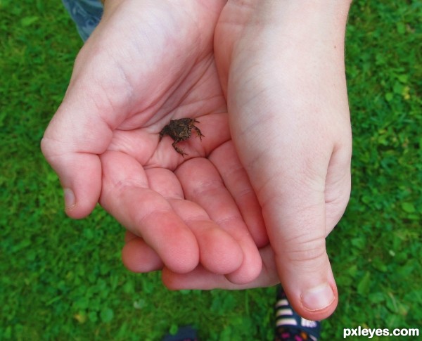 tiny frog!