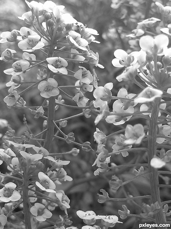 white flowers