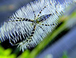 Banana Spider