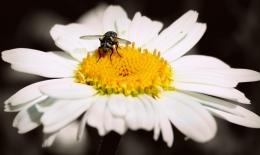 Bee on a Flower