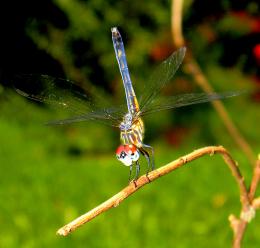 Dancing Dragonfly