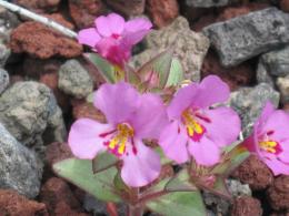 Desert Flower