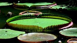 GiantLilyPads