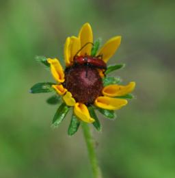 Little Red Bug