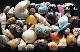 Mycollectionofseashells