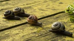 Snail race