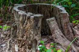 Stump