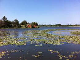 lily pads