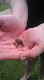 little froggy